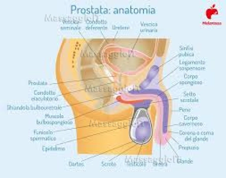 Massaggiatrice Torino Massaggiatrice esperta in relax e stimolazione prolungata della ghiandola prostatica