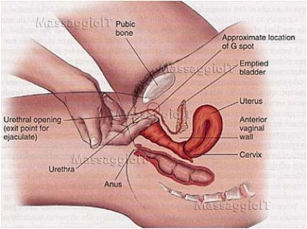 Massaggiatrice Torino Massaggiatrice esperta in relax e stimolazione prolungata della ghiandola prostatica