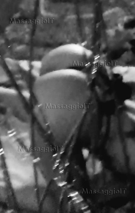 Massaggiatrice Pisa Body massage tantra.. il top per te..