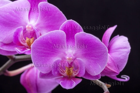 Massaggiatrice Brescia ITALIANA 