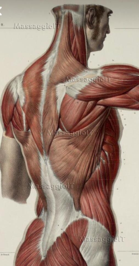 Massaggiatrice Catania La regina dei massaggi. Il top del benessere. 
