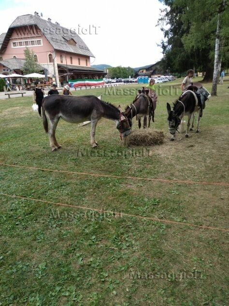 Massaggiatrice Vicenza Sei donna e vuoi metterti a tuo agio e lasciarti massaggiare